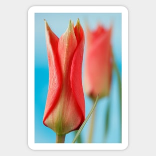 Tulipa linifolia  Flax-leaved tulip  Miscellaneous tulip Sticker